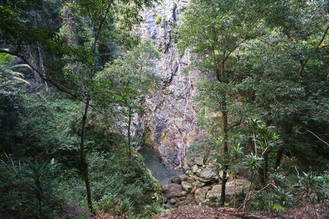 Kondalilla Falls Circuit, Kondalilla National Park - New Castle Holiday 0