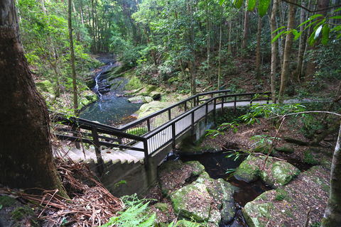 Kondalilla Falls Circuit, Kondalilla National Park - New Castle Holiday 2