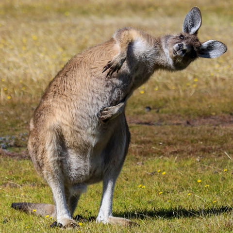 Narawntapu National Park - New Castle Holiday 0
