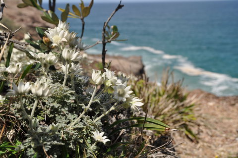 Perpendicular Point - New Castle Holiday 1