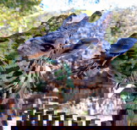 Perth Zoo - New Castle Holiday