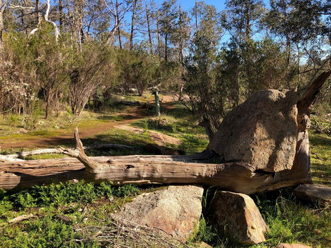 Pine Gully Nature Trail - New Castle Holiday 1