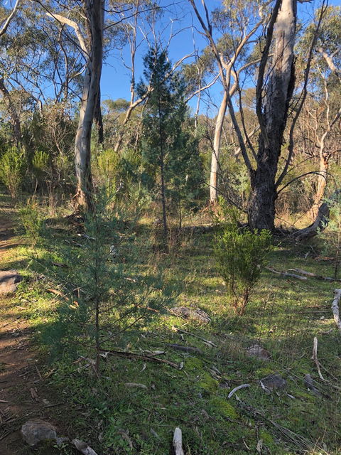 Pine Gully Nature Trail - New Castle Holiday 2