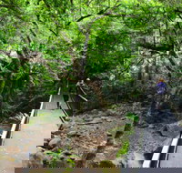 Rainforest Loop Walk Budderoo National Park - New Castle Holiday