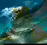 Reef HQ Aquarium - New Castle Holiday