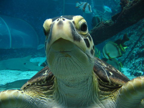 Reef HQ Aquarium - New Castle Holiday 0