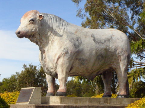 Rockhampton Bull Statues - New Castle Holiday 2