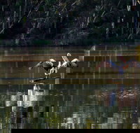 Seaham Swamp Nature Reserve - New Castle Holiday