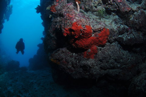 Stepping Stones Dive Site - New Castle Holiday 0