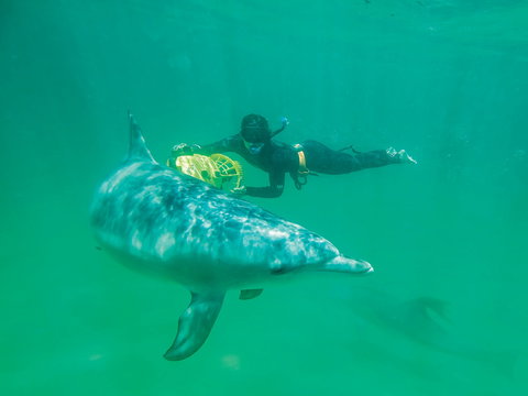 Swim With Dolphins Day Trip - New Castle Holiday 1