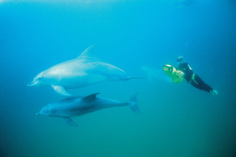 Swim With Dolphins Day Trip - New Castle Holiday 2