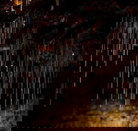 Tamborine Mountain Glow Worm Tours - New Castle Holiday