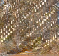 The Great Forest Trees Drive - New Castle Holiday