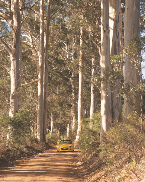 The Great Forest Trees Drive - New Castle Holiday 0