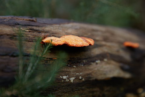 The Briars Park Walking Trails - New Castle Holiday 1