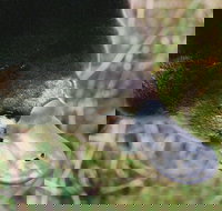 Warrawong Wildlife Sanctuary - New Castle Holiday