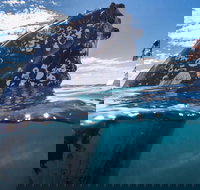 Whale Watching - New Castle Holiday