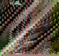 Wingham Brush Nature Reserve - New Castle Holiday