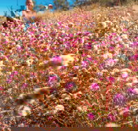 Wineries and Wildflowers - New Castle Holiday