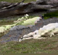 Yarra Valley Nocturnal Zoo - New Castle Holiday