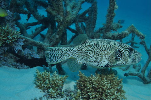 Beaver Reef Dive Site - New Castle Holiday 1