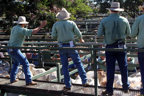 Blackall Saleyards - New Castle Holiday 2