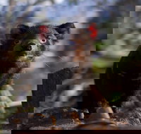 Bonorong Wildlife Sanctuary - New Castle Holiday