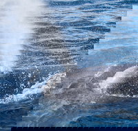 Bremer Bay Canyon - New Castle Holiday