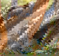 Cleland Wildlife Park - New Castle Holiday