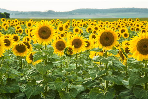 Clifton - New Castle Holiday 0