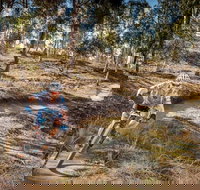 Cycle Mogo State Forest - New Castle Holiday