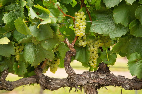 Eukey - New Castle Holiday 1