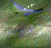 Germein Reserve - New Castle Holiday