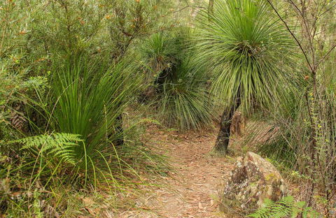 Grass Tree Circuit - New Castle Holiday 0