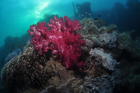 Luncheon Bay Dive Site - New Castle Holiday 0