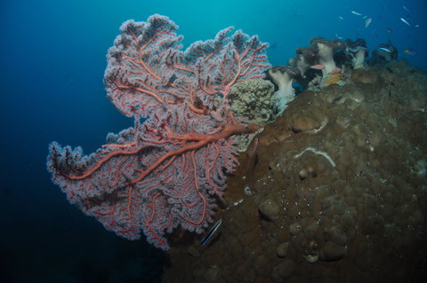 Luncheon Bay Dive Site - New Castle Holiday 1