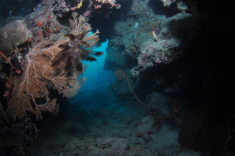 Luncheon Bay Dive Site - New Castle Holiday 2