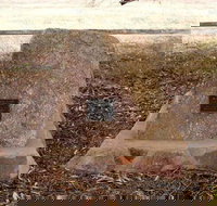 May Gibbs Tree - New Castle Holiday