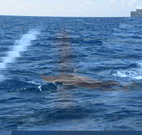 Minyama - New Castle Holiday