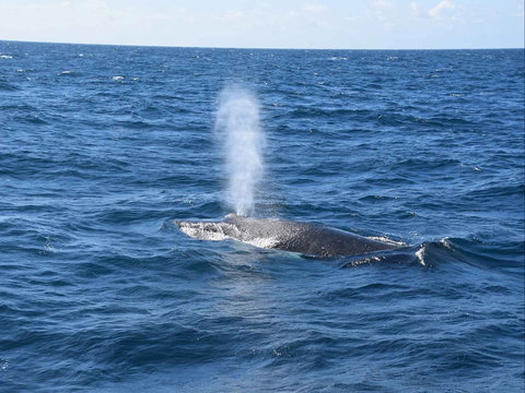 Minyama - New Castle Holiday 0