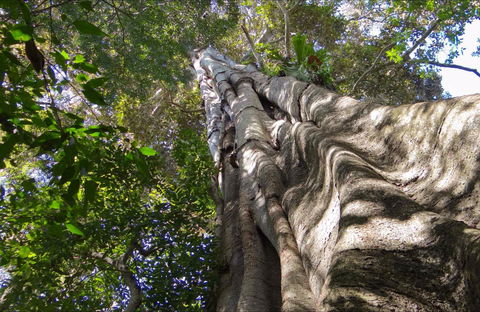 Moore Park Nature Reserve - New Castle Holiday 0
