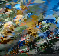 Norseman - New Castle Holiday