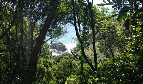 Rainforest Walking Track, Hat Head National Park - New Castle Holiday 0