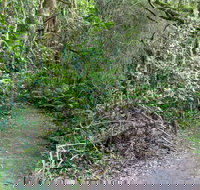 Rainforest Walking Track Roberston Nature Reserve - New Castle Holiday