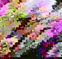 Tinonee Orchid Nursery - New Castle Holiday