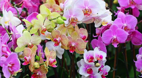 Tinonee Orchid Nursery - New Castle Holiday 0