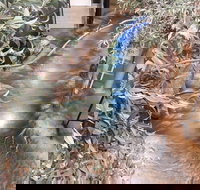 Barmah Forest Heritage and Education Centre - Nathalia - New Castle Holiday