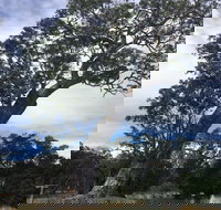 Bilston's Tree - New Castle Holiday