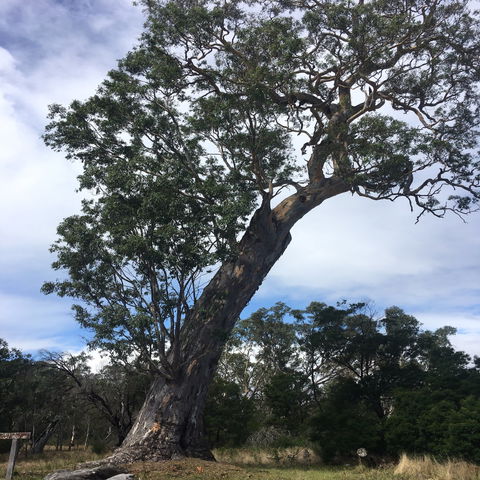 Bilston's Tree - New Castle Holiday 0