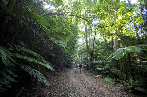 Booloumba Falls Walk, Conondale National Park - New Castle Holiday 2